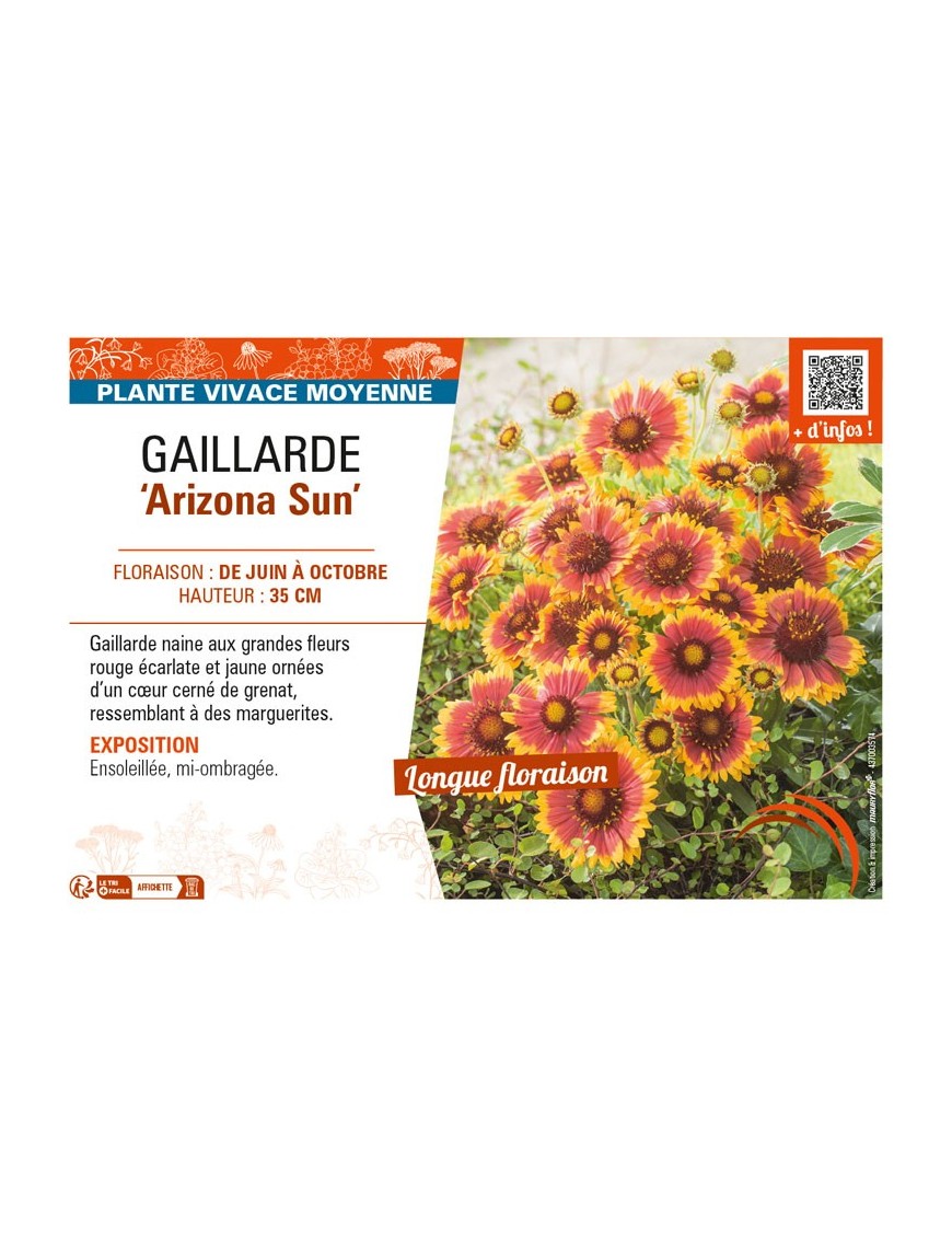 GAILLARDIA Arizona Sun