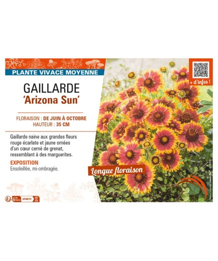 GAILLARDIA Arizona Sun