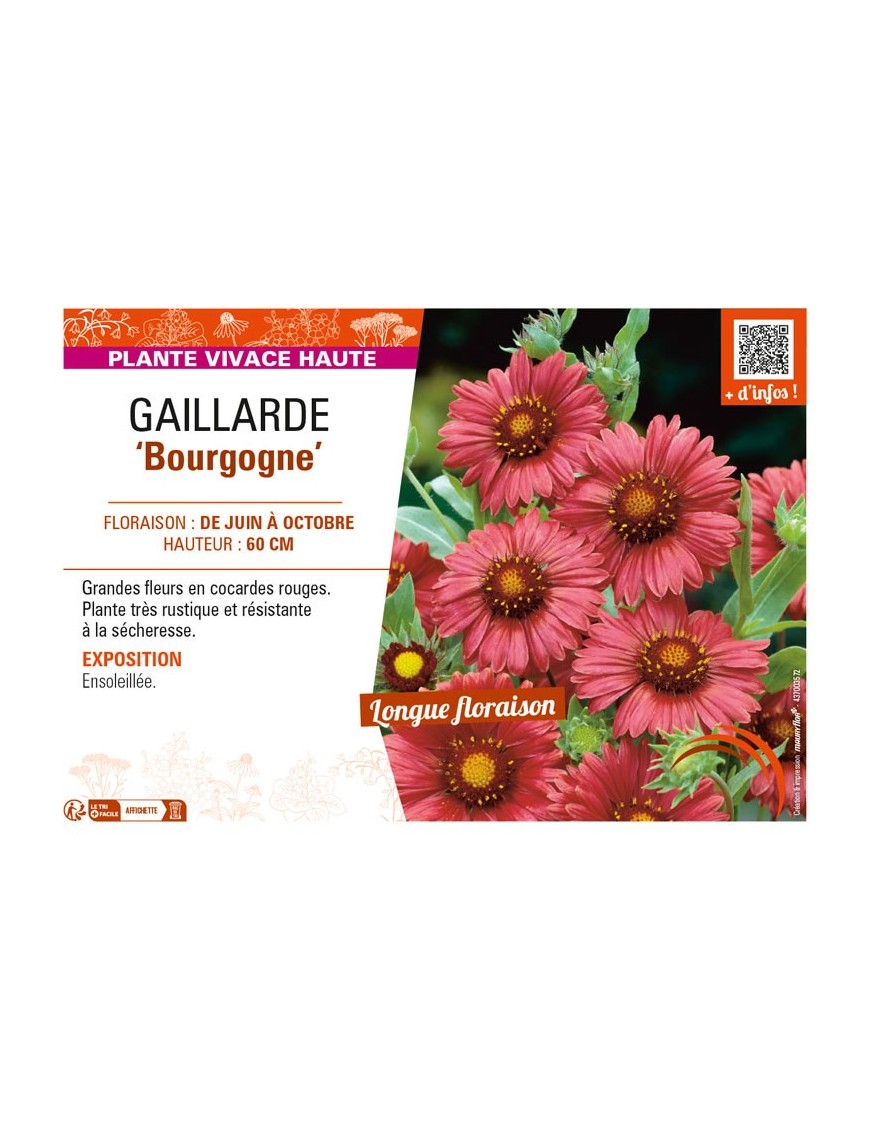 GAILLARDIA Bourgogne