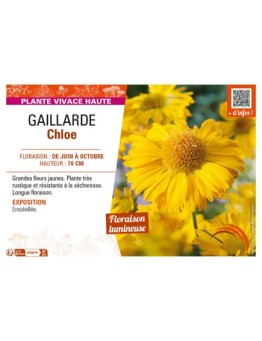 GAILLARDIA CHLOÉ