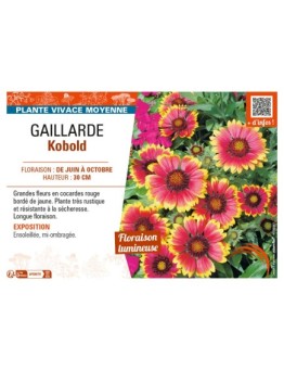 GAILLARDIA KOBOLD