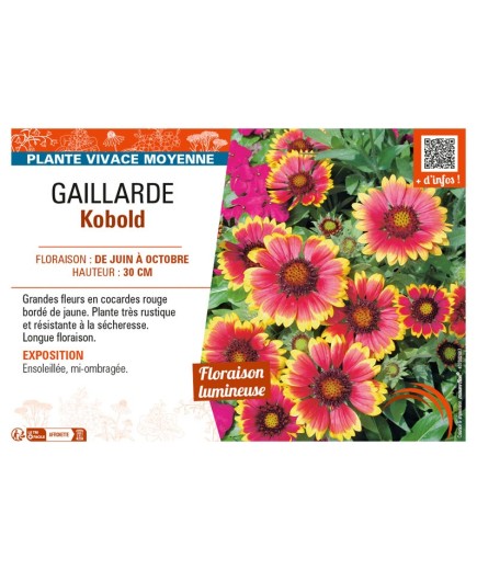 GAILLARDIA KOBOLD