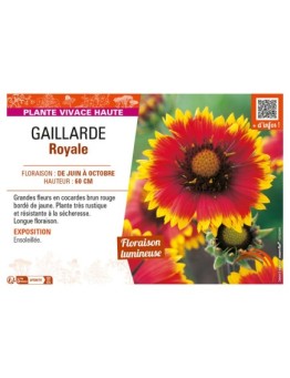 GAILLARDIA ROYALE
