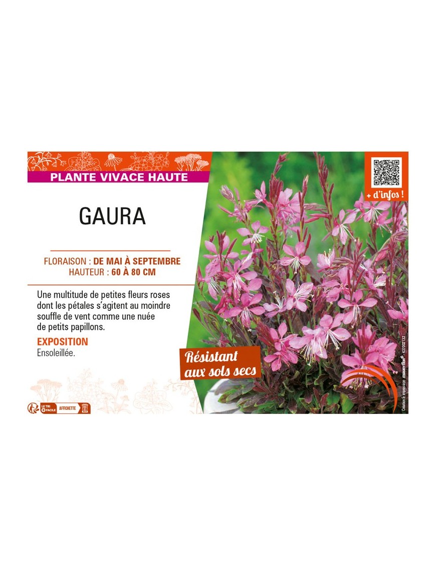 GAURA (rose)