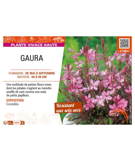 GAURA (rose)