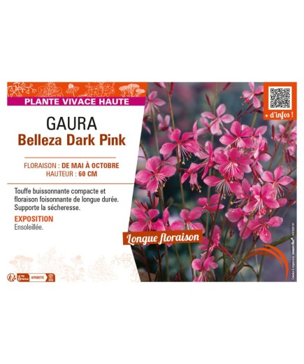 GAURA BELLEZA DARK PINK