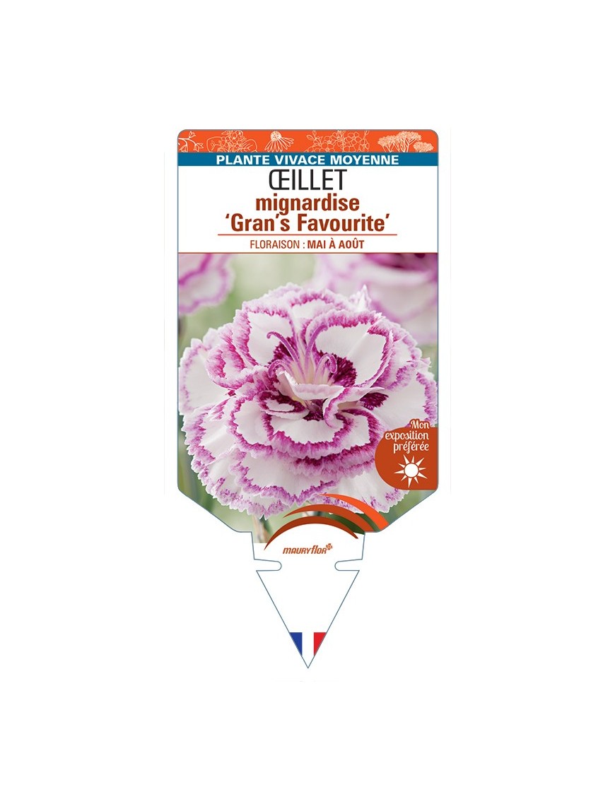 DIANTHUS plumarius Gran's Favourite voir Œillet mignardise