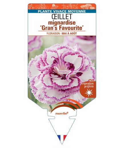 DIANTHUS plumarius Gran's Favourite voir Œillet mignardise