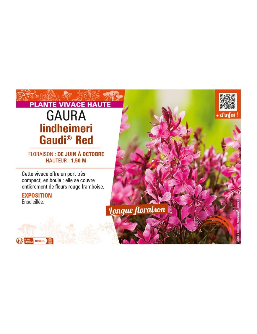 GAURA LINDHEIMERI GAUDI® RED