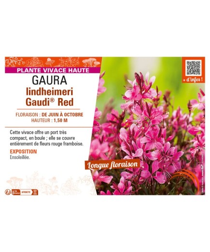 GAURA LINDHEIMERI GAUDI® RED