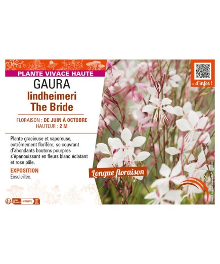 GAURA LINDHEIMERI THE BRIDE