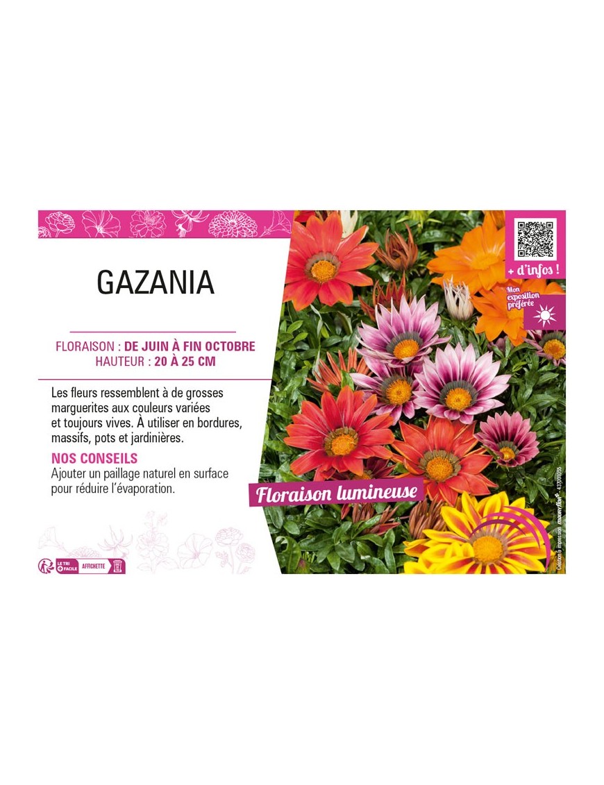 GAZANIA (varié)