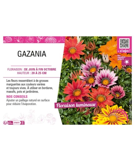 GAZANIA (varié)