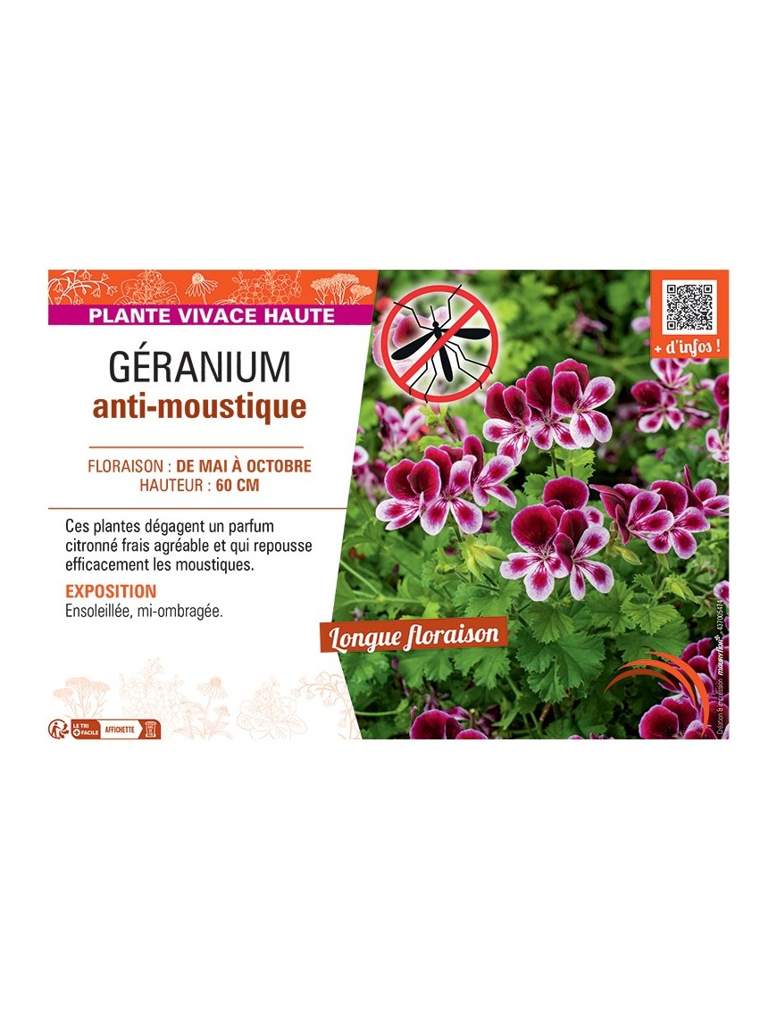 GÉRANIUM anti-moustique