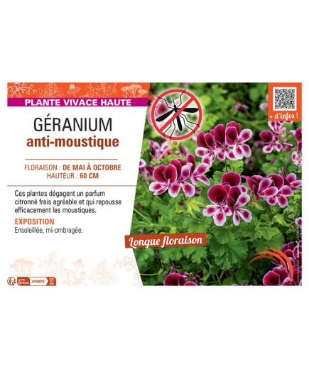 GÉRANIUM anti-moustique