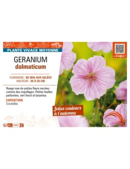 GÉRANIUM DALMATICUM