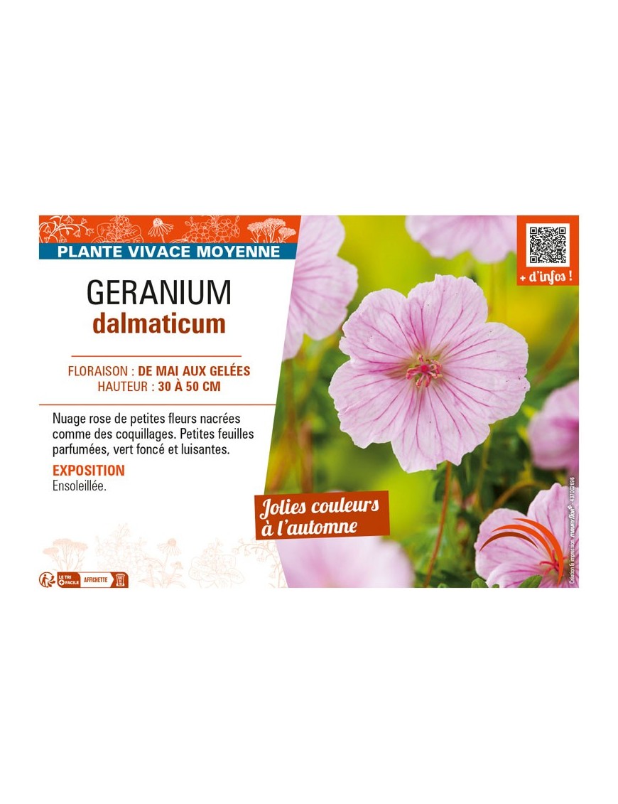 GÉRANIUM DALMATICUM