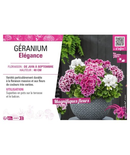 GÉRANIUM ÉLÉGANCE