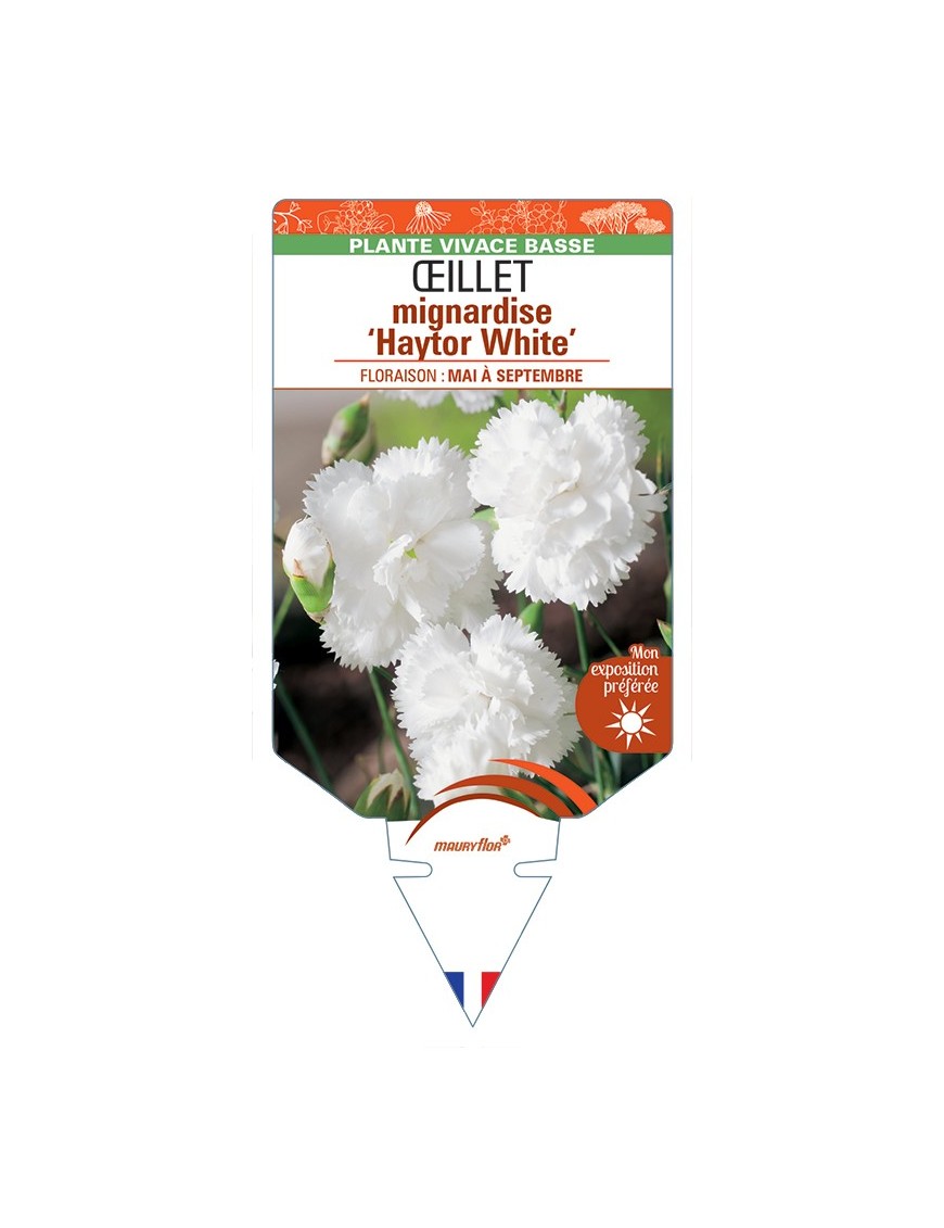 DIANTHUS plumarius Haytor White voir Œillet mignardise