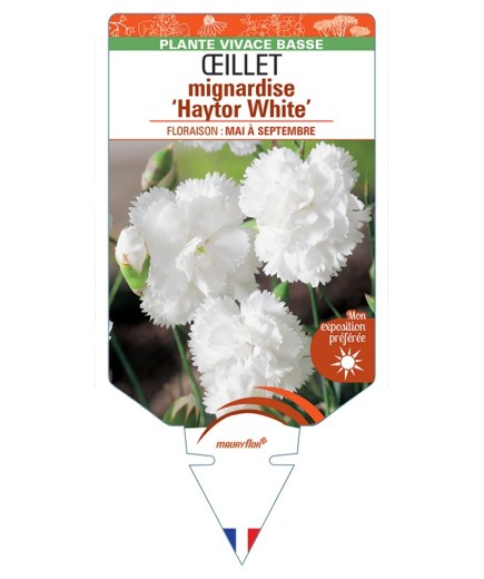 DIANTHUS plumarius Haytor White voir Œillet mignardise