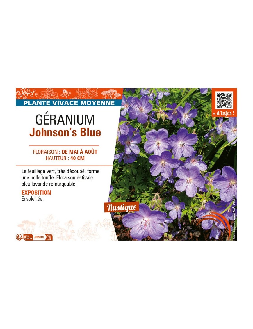GÉRANIUM JOHNSON'S BLUE