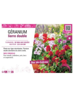 GÉRANIUM LIERRE DOUBLE