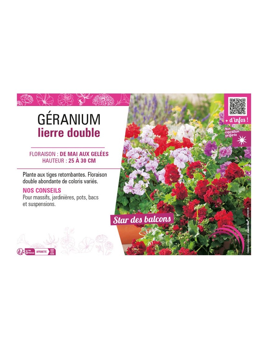 GÉRANIUM LIERRE DOUBLE