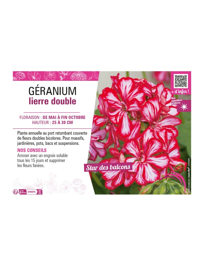 GÉRANIUM LIERRE DOUBLE (bicolore)