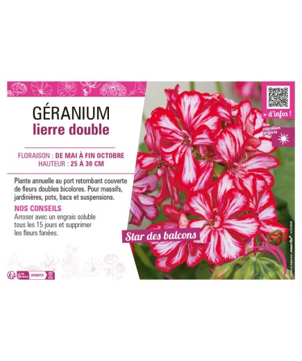GÉRANIUM LIERRE DOUBLE (bicolore)