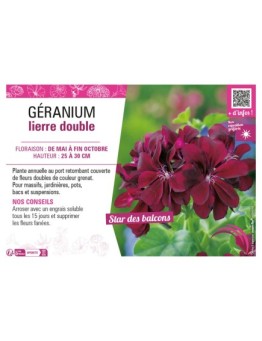 GÉRANIUM LIERRE DOUBLE (grenat)