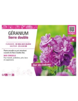 GÉRANIUM LIERRE DOUBLE (lilas)