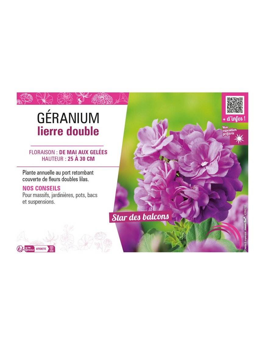 GÉRANIUM LIERRE DOUBLE (lilas)