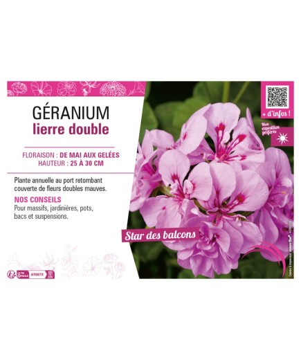 GÉRANIUM LIERRE DOUBLE (mauve)