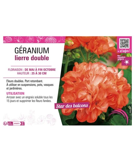 GÉRANIUM LIERRE DOUBLE (orange et blanc)