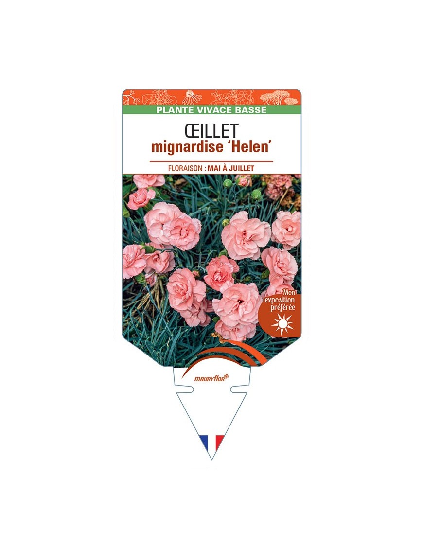 DIANTHUS plumarius Helen voir Œillet mignardise