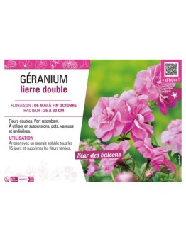 GÉRANIUM LIERRE DOUBLE (rose clair)