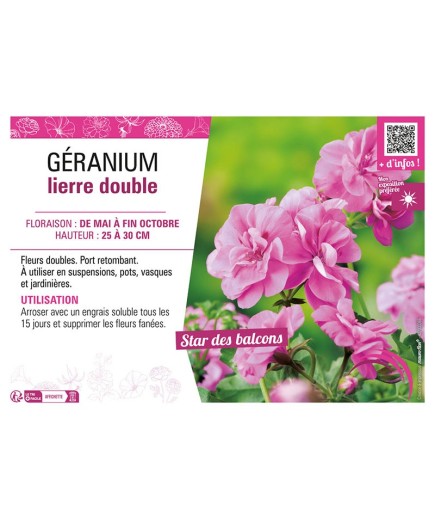 GÉRANIUM LIERRE DOUBLE (rose clair)