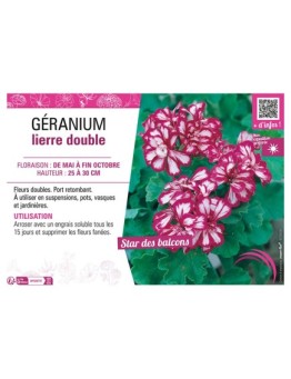 GÉRANIUM LIERRE DOUBLE (rose et blanc)