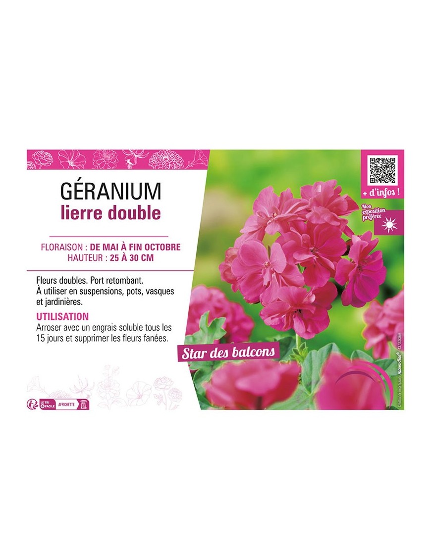 GÉRANIUM LIERRE DOUBLE (rose foncé)