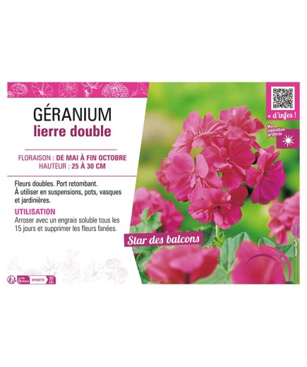 GÉRANIUM LIERRE DOUBLE (rose foncé)