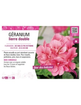 GÉRANIUM LIERRE DOUBLE (rose)