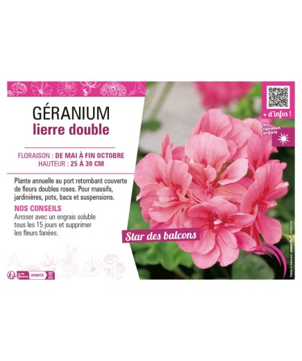 GÉRANIUM LIERRE DOUBLE (rose)