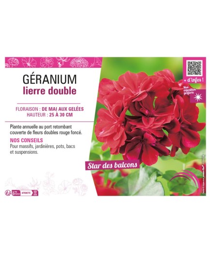 GÉRANIUM LIERRE DOUBLE (rouge foncé)