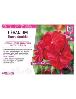 GÉRANIUM LIERRE DOUBLE (rouge)