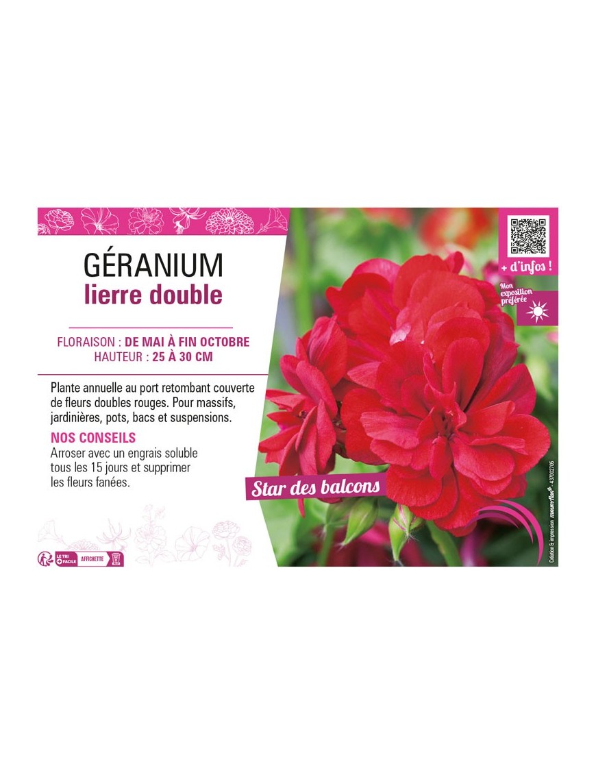 GÉRANIUM LIERRE DOUBLE (rouge)