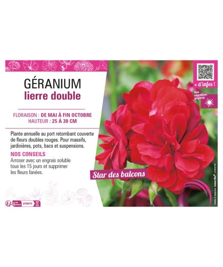 GÉRANIUM LIERRE DOUBLE (rouge)