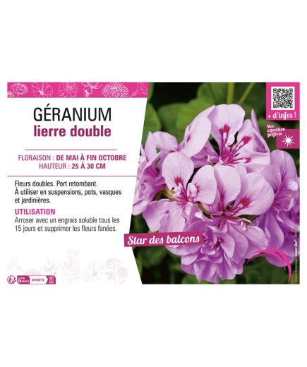 GÉRANIUM LIERRE DOUBLE (violet clair)
