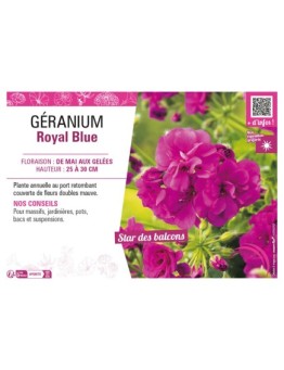 GÉRANIUM (LIERRE DOUBLE) ROYAL BLUE