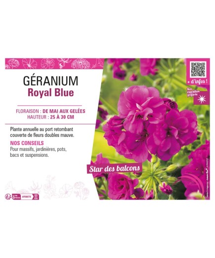 GÉRANIUM (LIERRE DOUBLE) ROYAL BLUE