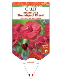 DIANTHUS plumarius Houndspool Cheryl voir Œillet mignardise